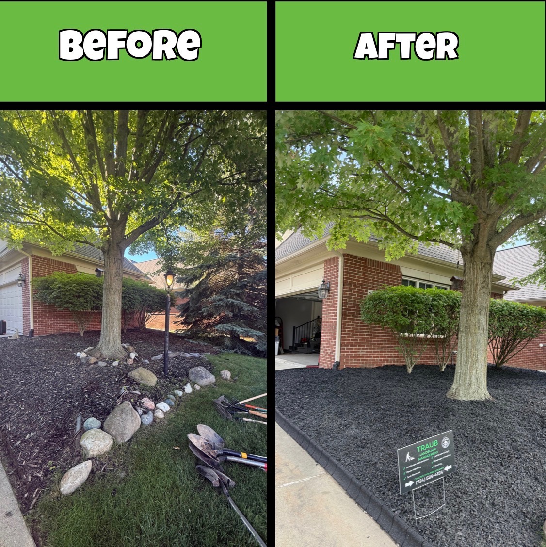 Before and after of a tree bed cleanup with fresh black mulch by Traub Landscape Management