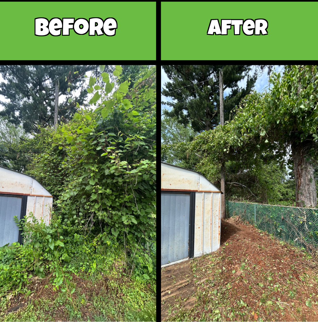 Before and after of overgrowth cleared behind a shed by the Traub crew